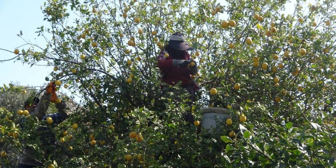 Hasatta ayrı tesiste ayrı mesai: 2025’te 10 TL olan fiyat bu yıl 50 TL’ye çıktı 2